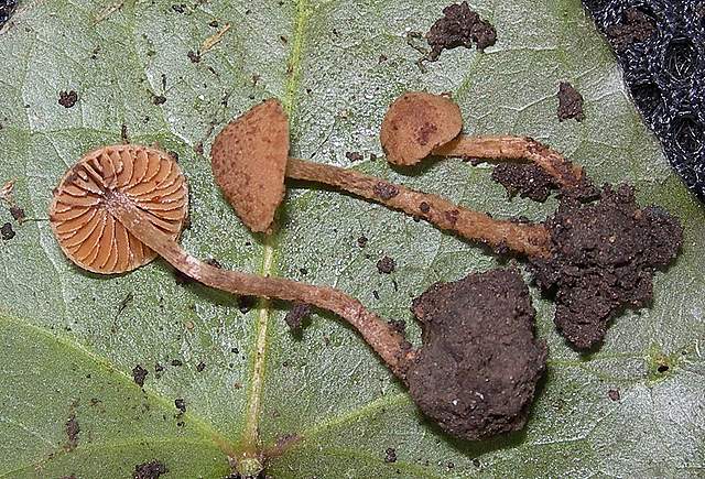 le  Specie  invernali  del  Leimental